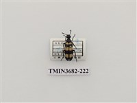 藏品(橫紋芫菁)的圖片